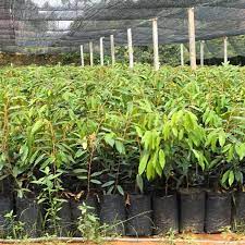 Tips tanam durian musang king oleh pakar durian cara tips. Pokok Durian Musang King 4 Kaki Shopee Malaysia