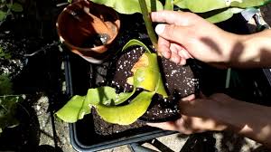 Not all of us are aware of the beauty of its blossoms. Repotting Epiphyllum Oxypetalum Queen Of The Night Orchid Cactus Care And Propagation Cactus Youtube