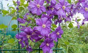 Maybe you would like to learn more about one of these? 9 Ideas For Growing Clematis Smart Tips