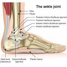 A weak, flat band that originates on the lateral malleolus of the fibula and extends anteromedially to the lateral side of the neck of the talus. Lateral Ankle Ligament Sprain Ultrasound Guided Injections
