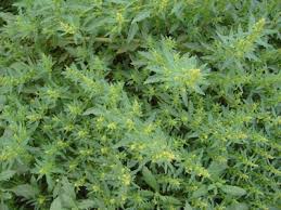 Image result for Oxybasis glauca