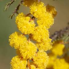 Image result for Acacia fleckii