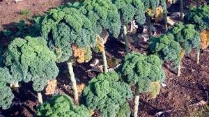 Image result for kadeřávek