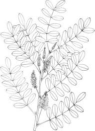 Image result for Indigofera drepanocarpa