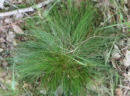 Image result for Avenella