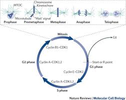 Check spelling or type a new query. Cubism And The Cell Cycle The Many Faces Of The Apc C Nature Reviews Molecular Cell Biology