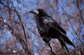 The raven the works of the late edgar allan poe, vol. Bernd Janssen Saatkrahe Corvus Frugilegus Krahe Rabe Art Print