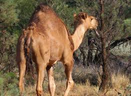 Camel's milk is used to make cheese and in the preparation of hot and cold drinks. What Does The Camel Eat In The Desert And In The Zoo