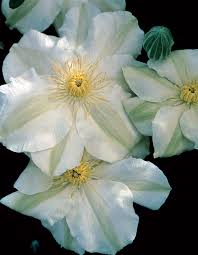 Check out clematis plant on ebay. Growing Clematis In Northern California Finegardening