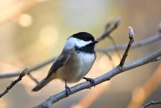 Chickadees: Fall Homeschool Series for Young Explorers