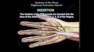 The fds to the middle finger is tested by holding the other 3 fingers in full extension, thereby immobilizing the fdp (shown in black). Flexor Digitorum Profundus Physiopedia