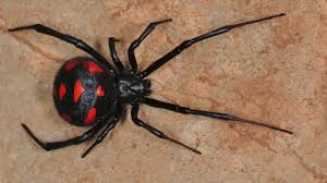 Quelles sont les araignées les plus venimeuses du monde ? Les 10 Araignees Les Plus Venimeuses Du Monde Youtube