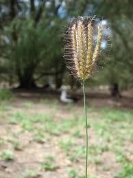 Image result for Chloris mossambicensis