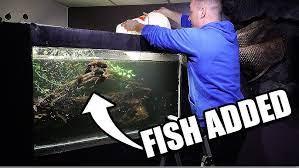 Maybe you would like to learn more about one of these? 100 Fish Added To Planted Aquarium The King Of Diy Youtube