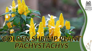 Image result for Pachystachys