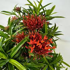 Image result for Ixora laurentii