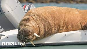 Wally the wandering walrus is spotted in Iceland - BBC News