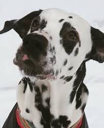 Black And White Names For Dogs 45 Black And White Dog Names For Female Dogs Female Dog Names Black And White Dog Dog Names