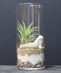 Either You Want A Small Office Cubicle Plant Or A Big Plant For Your Office There Must Be Enough Offi Air Plants Decor Plant Display Ideas Air Plant Terrarium