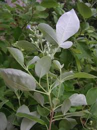 Image result for Vitex trifolia