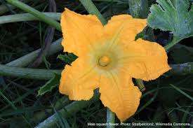 Image result for male flowers cucumber