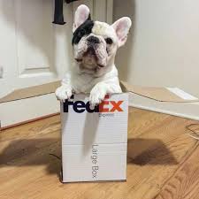 Manny Getting Shipped By Fedex French Bulldog Frenchie Bulldog Bulldog French Bulldog