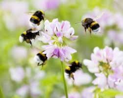 Check spelling or type a new query. Give Bees A Boost Ahern Nurseries Limerick