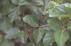 Image result for Ficus sycomorus
