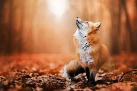 Black And Orange Fox Breed Photographer Captures The Enchanting Spirit Of A Photogenic Fox In The Woods Cute Animals Animals Animals Beautiful