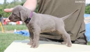 Image result for slovenský ohař hrubosrstý