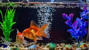 Instantly create an underwater frozen scene, perfect for fans of disney's frozen! Diy Fish Tank Decorations How To Make Aquarium Decorations At Home Residence Style