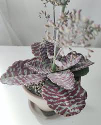 Spreading The Green Love On Instagram Name Kalanchoe Humilis Desert Surprise Repost Plantastic Greenheart Thank In 2020 Rare Succulents Succulents Purple Flowers
