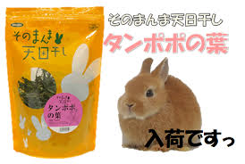 そのまんま天日干し タンポポの葉 九州うさぎclub 福岡市東区のネザーランドドワーフ ホーランドロップ専門店