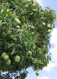 Image result for Mangifera
