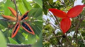 Image result for Sterculia schliebenii