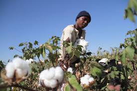 So you can do good and look good. Govt Splashes Millions On Cotton Farmers The Sunday Mail