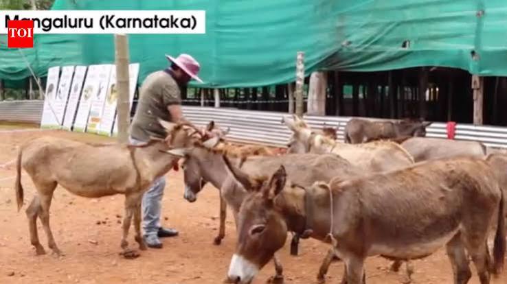 Karnataka: Software engineer quits job to open ‘Donkey Milk Farm’ in Mangaluru