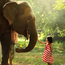 Yo amo la Musica PR.com - Los elefantes piensan que los humanos somos  tiernos. | Facebook