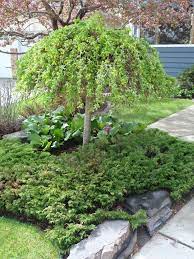Caragana Arborescens Pendula Like In 2021 Trees For Front Yard Garden Plants For Sale Landscape Trees
