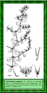 Image result for Alternanthera pungens