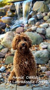 He has a very nice soft thick wavy coat and very. Teddy Bear Puppy Rescue Wisconsin