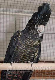 About press copyright contact us creators advertise developers terms privacy policy & safety how youtube works test new features press copyright contact us creators. Verkauf Kakadus Papageienpark Parrot Park Heike Mundt