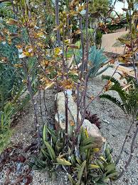 Image result for Eulophia