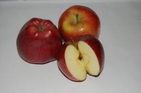 obstliste kaninchenfutter kaninchen futtern obst liste