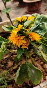 Image result for Mimulopsis solmsii