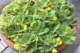 Maybe you would like to learn more about one of these? Kiambang Terapung Indah Menghiasi Kolam Media Permata Online