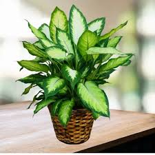 Image result for dieffenbachia flower