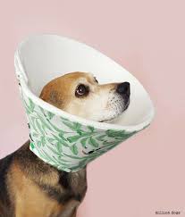 See more ideas about elizabethan collar, elizabethan, cone of shame. 7 Alternatives To The Plastic Dog Cone Dog Cone Dog Cone Collar Homemade Dog Cone