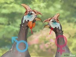 We did not find results for: 3 Ways To Tell The Sex Of Guinea Fowl Wikihow