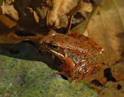 White dijo, analizar el humor es como. Iberian Frog Wikipedia